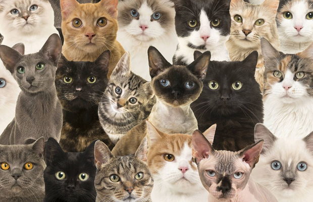Autónomo Afectar Leonardoda TELEVEN Tu Canal | Conoce el significado de cada color de gatos en las  diferentes culturas