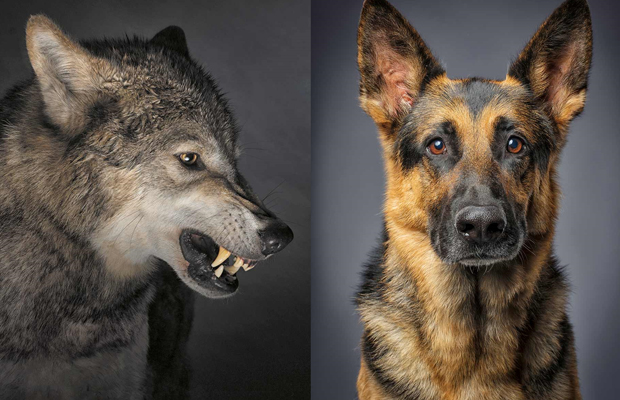 TELEVEN Tu Canal | Conoce algunas de las diferencias entre lobos y perros