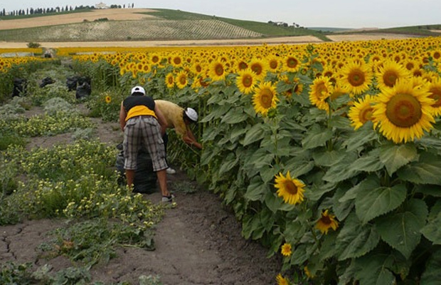 TELEVEN Tu Canal | Cosecha de girasol en Portuguesa superó media histórica  nacional