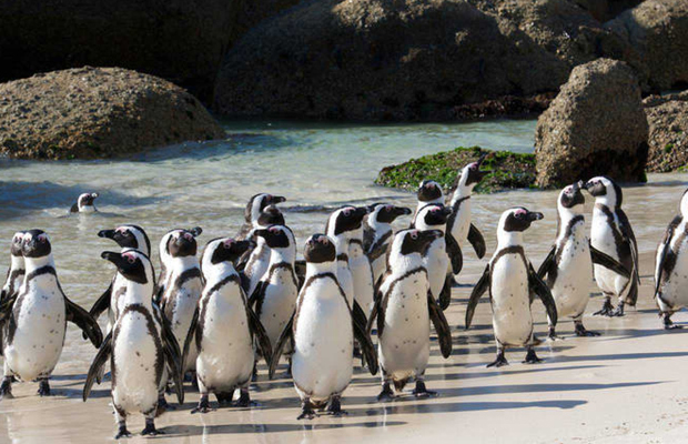 pingüinos africanos