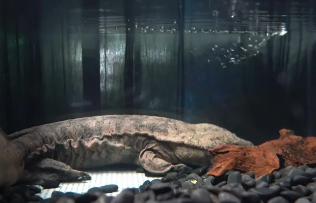 salamandra gigante