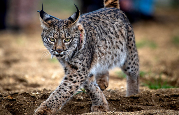 Lince ibérico