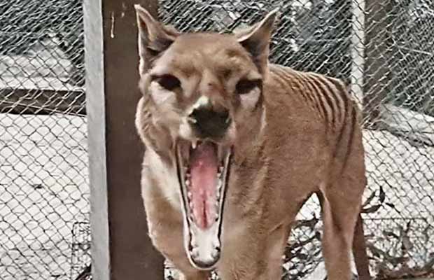 tigre de Tasmania