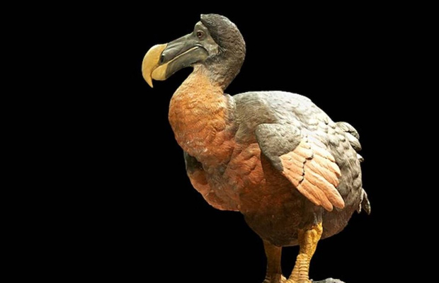 dodos