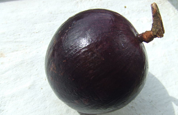 Imagen tomada de Wikipedia