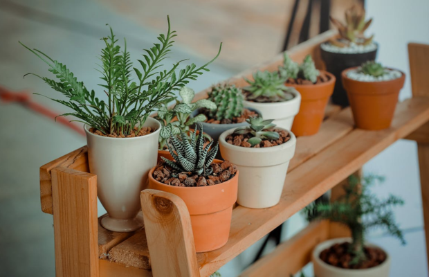 estrés en plantas