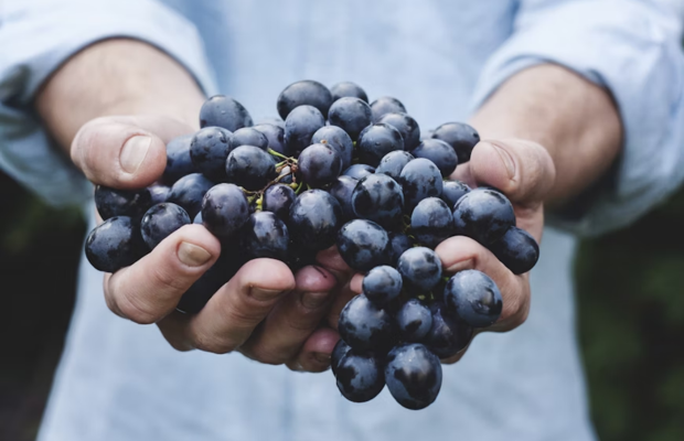 resveratrol