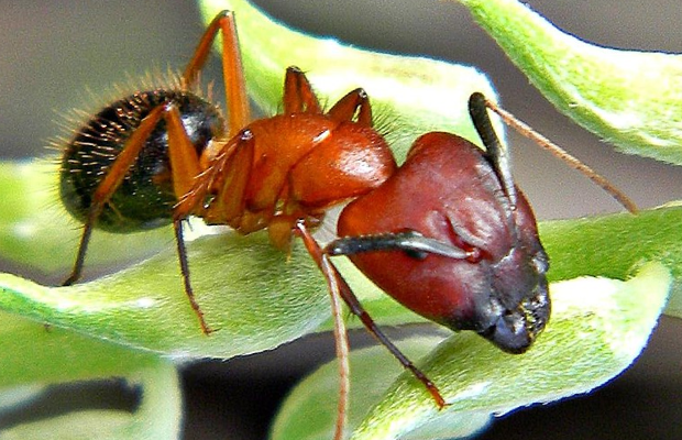 By Bob Peterson from North Palm Beach, Florida, Planet Earth! - Florida Carpenter Ant (Camponotus floridanus), CC BY-SA 2.0, https://commons.wikimedia.org/w/index.php?curid=21785629 By Bob Peterson from North Palm Beach, Florida, Planet Earth! - Florida Carpenter Ant (Camponotus floridanus), CC BY-SA 2.0, https://commons.wikimedia.org/w/index.php?curid=21785629