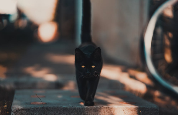 Imagen referencial - Pexels