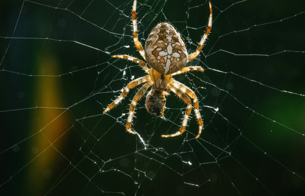 Foto de Adrian Infernus en Unsplash