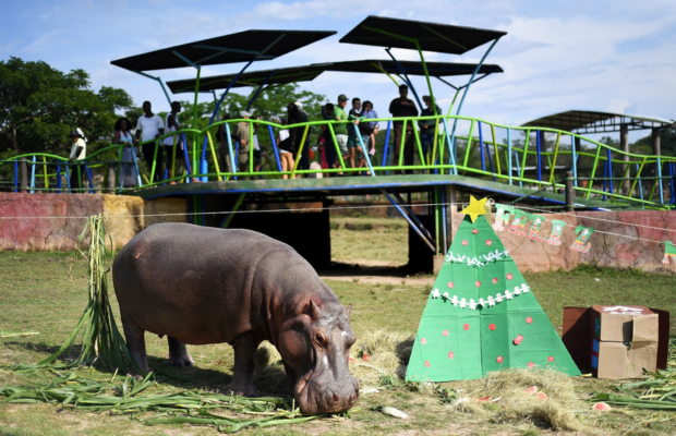 Colombia autorizó protocolo para controlar población de hipopótamos de Escobar | Televen