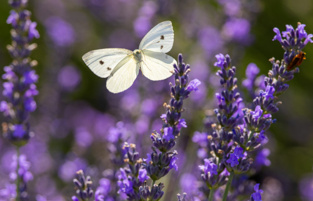 Conoce las propiedades medicinales que posee la lavanda | Televen