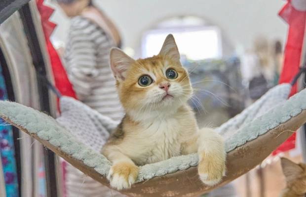 Conoce las 10 mejores razas de gatos para convivir con los niños