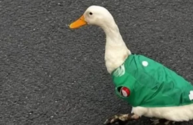 El pato Merlín se convirtió en la primera mascota no oficial del Mundial 2026 