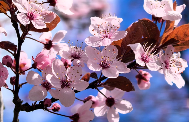 ¿Sabías que mayo es llamado el «Mes de las Flores»?