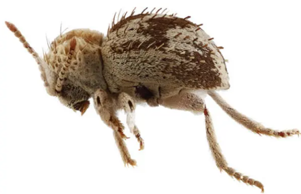 Hallaron una nueva especie de escarabajo araña en Perú