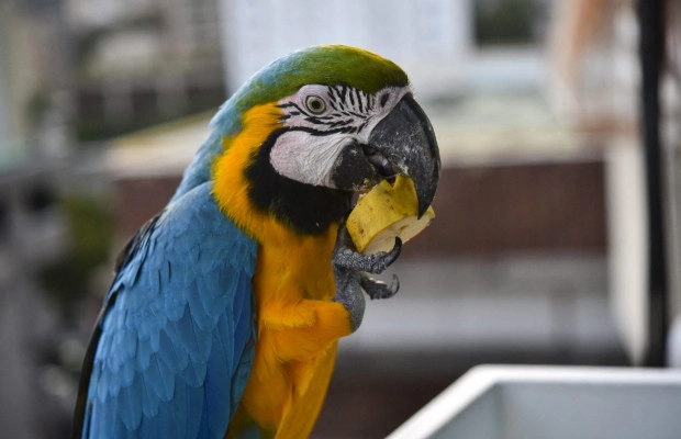 Caracas es una de las ciudades que alberga más especies de aves
