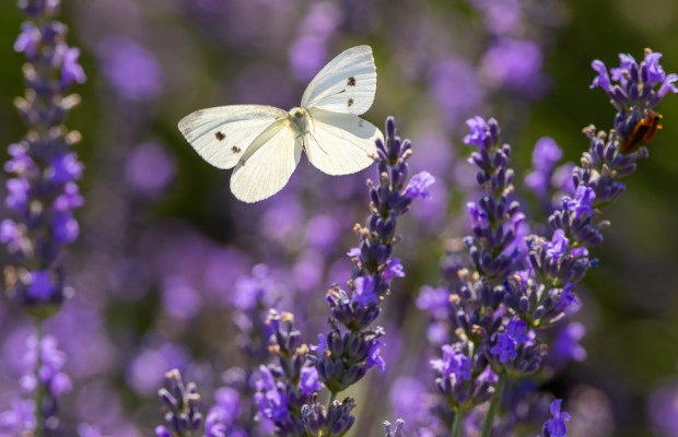 Conoce las propiedades medicinales que posee la lavanda