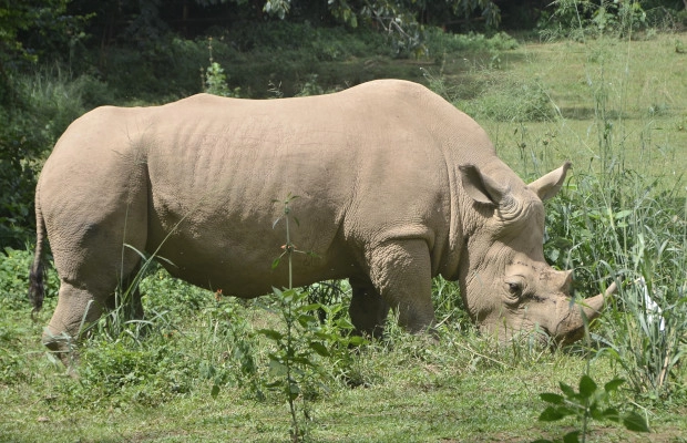 10 curiosidades que seguro no conocías sobre el rinoceronte blanco