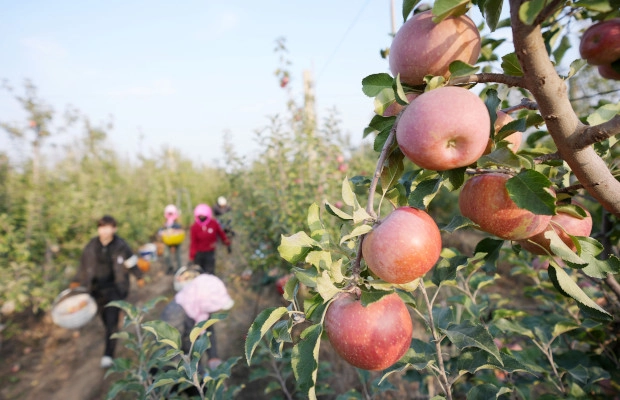 Conoce algunos de los beneficios que tiene el consumo de manzana