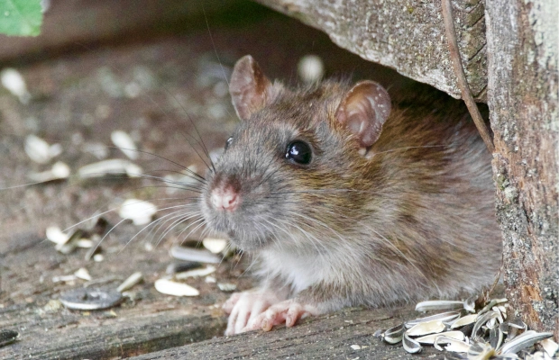 Expertos aclaran que el hantavirus no es una enfermedad nueva en el país