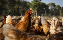 Perú declara emergencia sanitaria ante brotes de gripe aviar en aves de corral