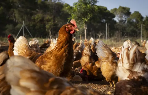 Perú declara emergencia sanitaria ante brotes de gripe aviar en aves de corral