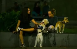 Grupos de protección animal urgen adopciones y donaciones tras sismos