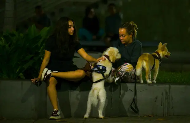 Grupos de protección animal urgen adopciones y donaciones tras sismos
