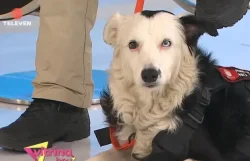 Tsunami, el héroe canino de Venezuela, visitó el estudio de Vitrina Hoy
