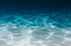 Suelo marino de Bahía de Cata está en buen estado tras sismos