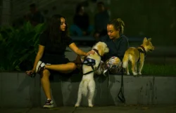 Llaman a reportar en redes sociales a mascotas rescatadas del sismo