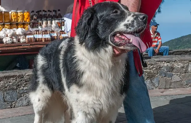 Venezuela conmemora el Día Nacional del Perro Mucuchíes
