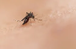 Italia contabiliza 312 casos y 13 fallecidos por el virus del Nilo en lo que va de año