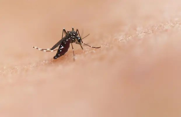 Italia contabiliza 312 casos y 13 fallecidos por el virus del Nilo en lo que va de año