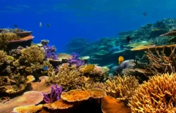 Tratamiento microbiano logra resguardar corales en el Mar Rojo