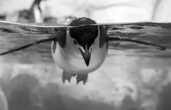 Descubrieron nueva especie de pingüino en las islas Kerguelen