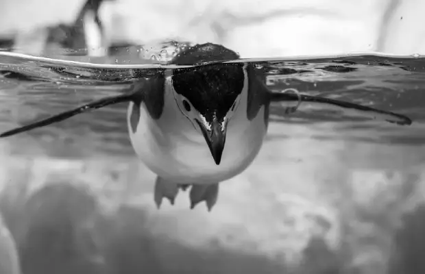 pingüino
