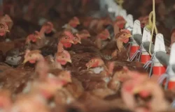 Fenavi estima que la producción de pollo supere las 900 mil toneladas este año