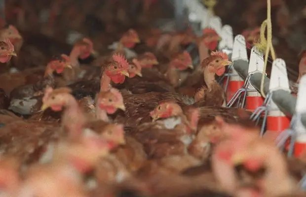 producción de pollo