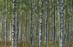 Expertos identificaron propiedades antidiabéticas en plantas comunes de Rusia