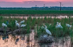 aves migratorias