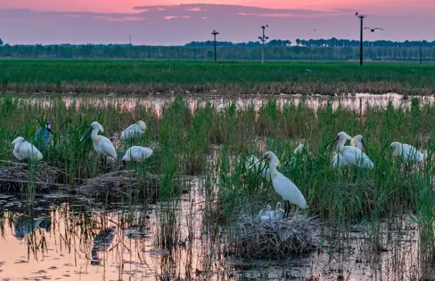 aves migratorias