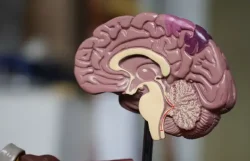 Estudio: Cambios en la corteza cerebral podrían dar señales tempranas de Alzhéimer
