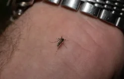 virus del Nilo Occidental