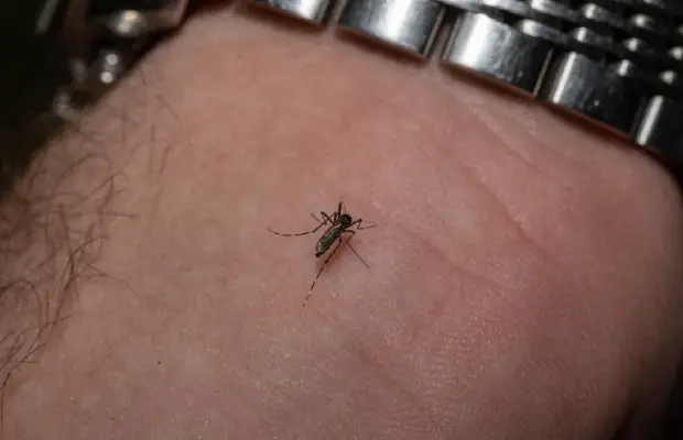 virus del Nilo Occidental