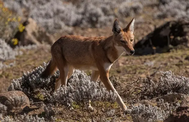 Lobo Etíope enfrenta amenaza por enfermedades transmitidas por perros