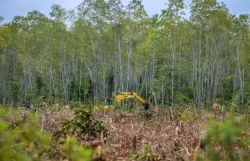 Deforestación mundial cayó un 15% durante 2025