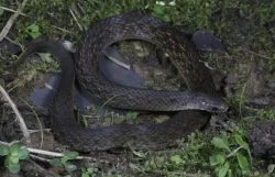 mordeduras de serpientes